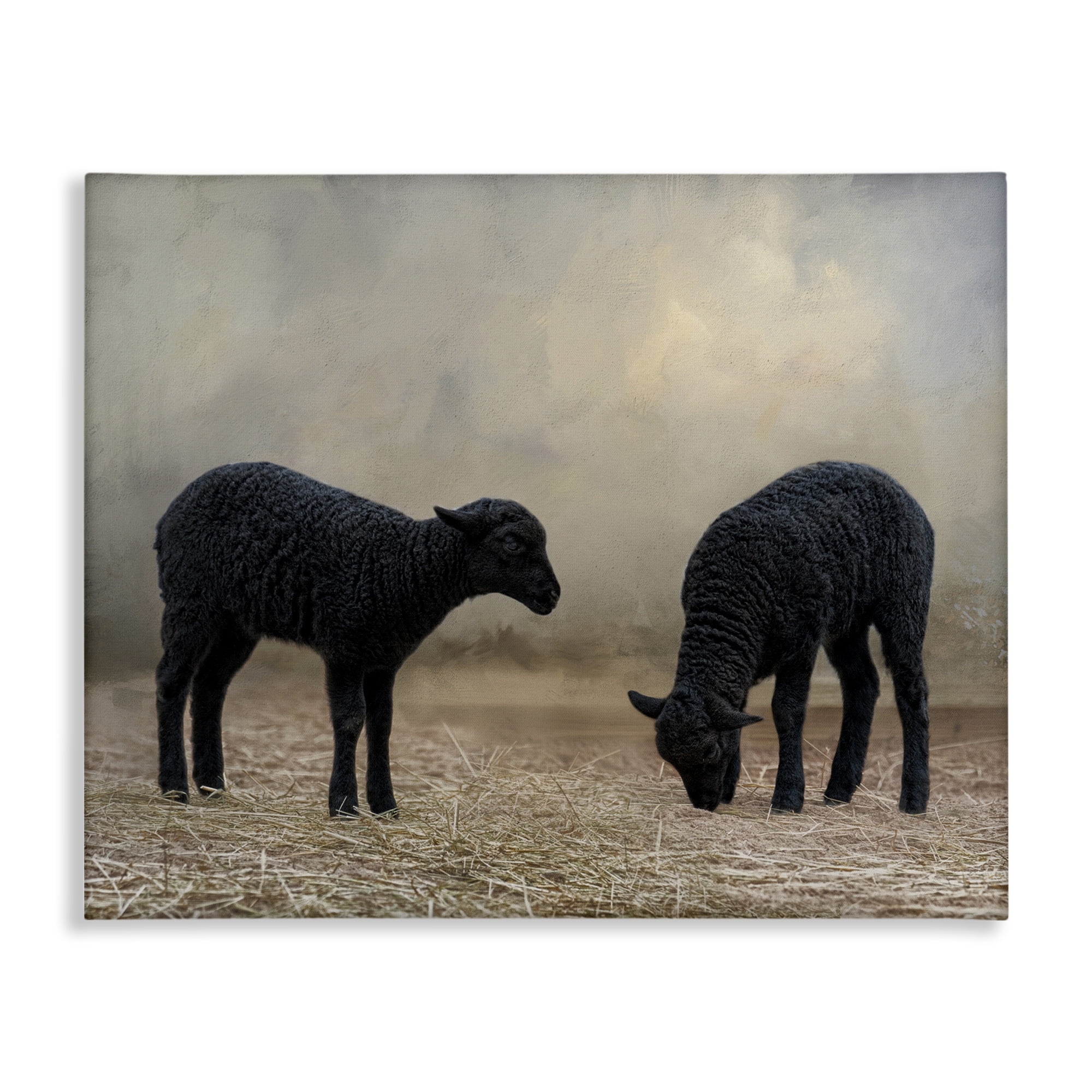 Stupell Industries Black Sheep Grazing Animals & Insects Photography Gallery Wrapped Canvas Art Print Wall Art, 30 x 24