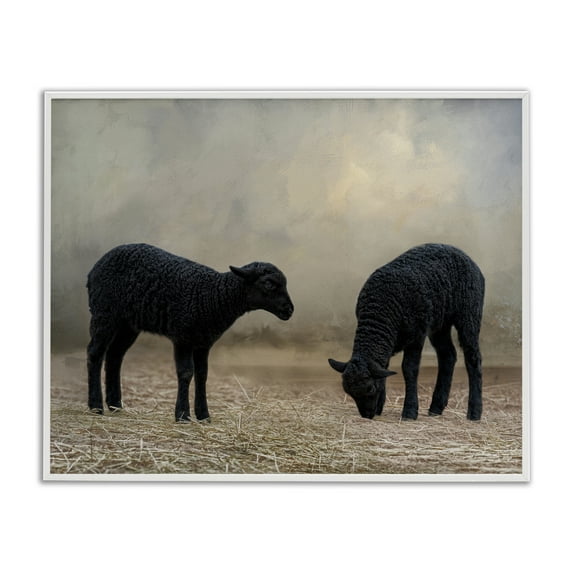Stupell Industries Black Sheep Grazing Animals & Insects Photography White Framed Art Print Wall Art, 20 x 16