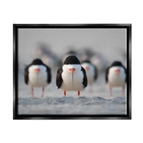 Stupell Industries Black Skimmer Gang Animals & Insects Photography Black Floater Framed Canvas Art Print Wall Art, 21 x 17