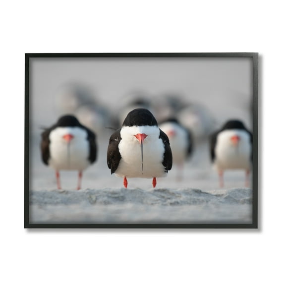Stupell Industries Black Skimmer Gang Animals & Insects Photography Black Framed Art Print Wall Art, 20 x 16