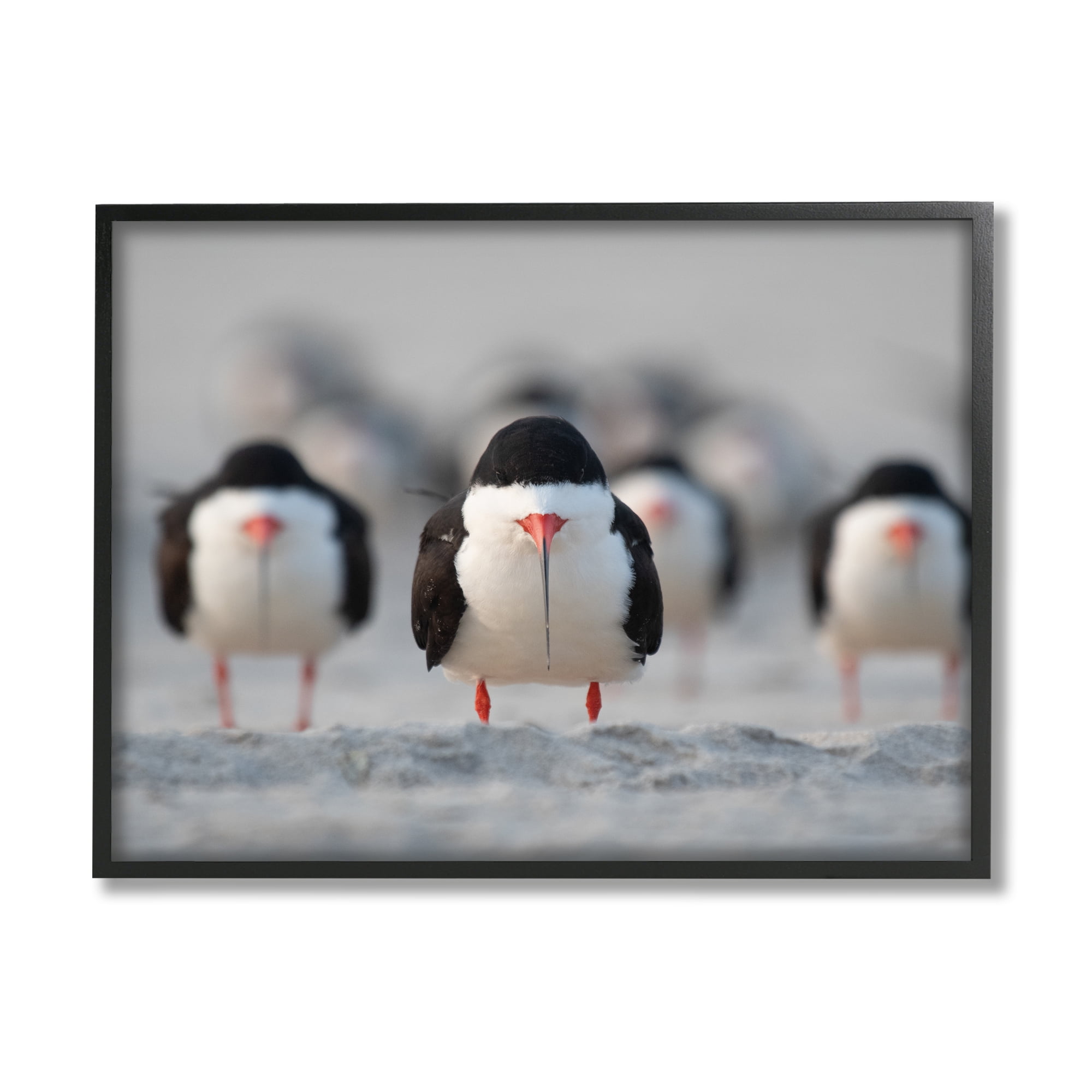 Stupell Industries Black Skimmer Gang Animals & Insects Photography Black Framed Art Print Wall Art, 30 x 24