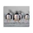 thumbnail image 1 of Stupell Industries Black Skimmer Gang Animals & Insects Photography Gallery Wrapped Canvas Art Print Wall Art, 20 x 16, 1 of 8