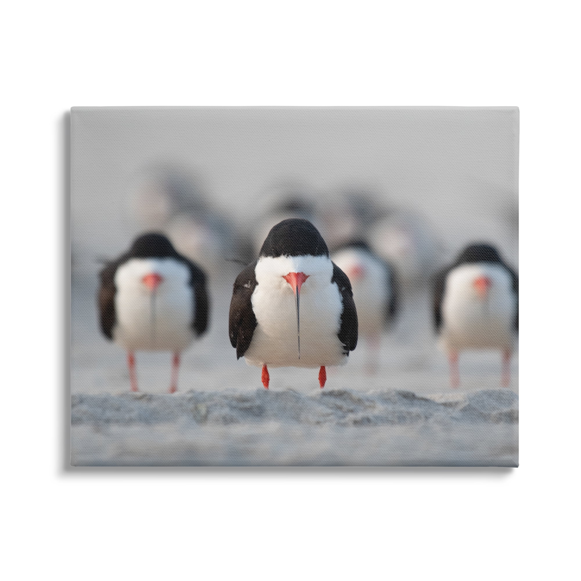 Stupell Industries Black Skimmer Gang Animals & Insects Photography Gallery Wrapped Canvas Art Print Wall Art, 30 x 24