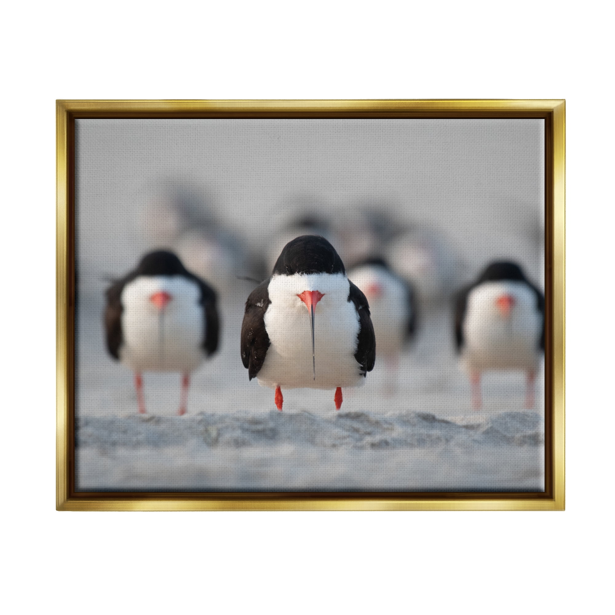 Stupell Industries Black Skimmer Gang Animals & Insects Photography Gold Floater Framed Canvas Art Print Wall Art, 31 x 25