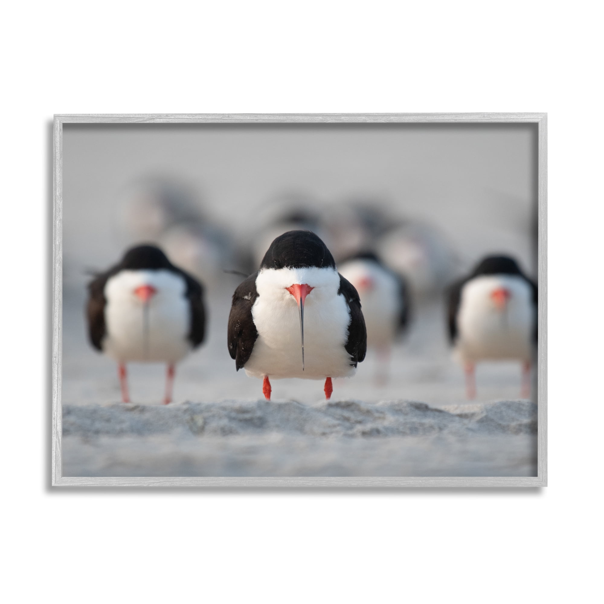 Stupell Industries Black Skimmer Gang Animals & Insects Photography Gray Framed Art Print Wall Art, 14 x 11