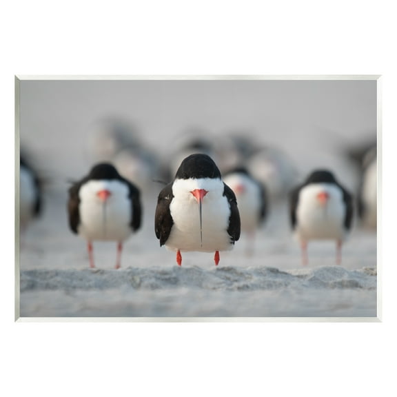 Stupell Industries Black Skimmer Gang Animals & Insects Photography Unframed Art Print Wall Art, 15 x 10