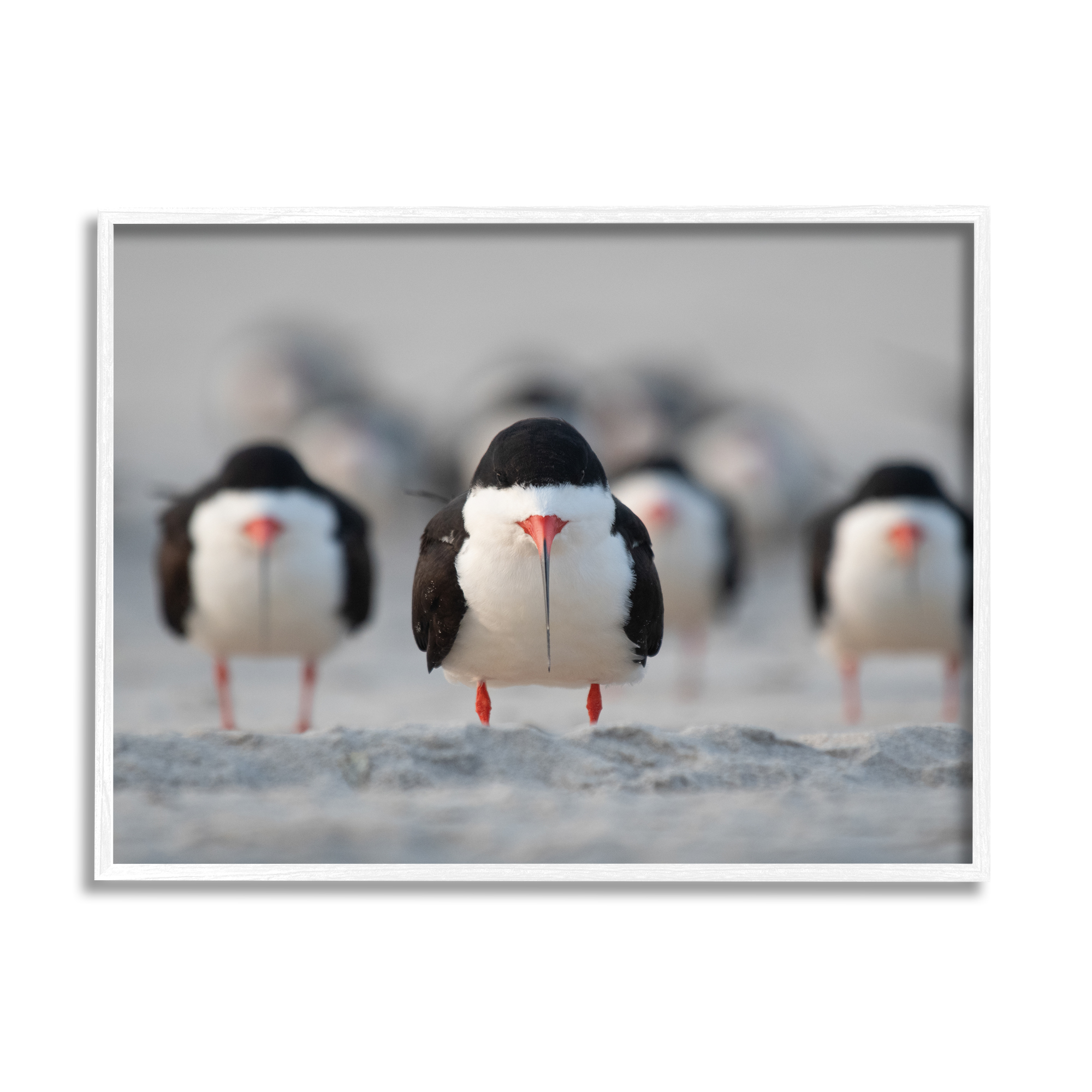 Stupell Industries Black Skimmer Gang Animals & Insects Photography White Framed Art Print Wall Art, 30 x 24