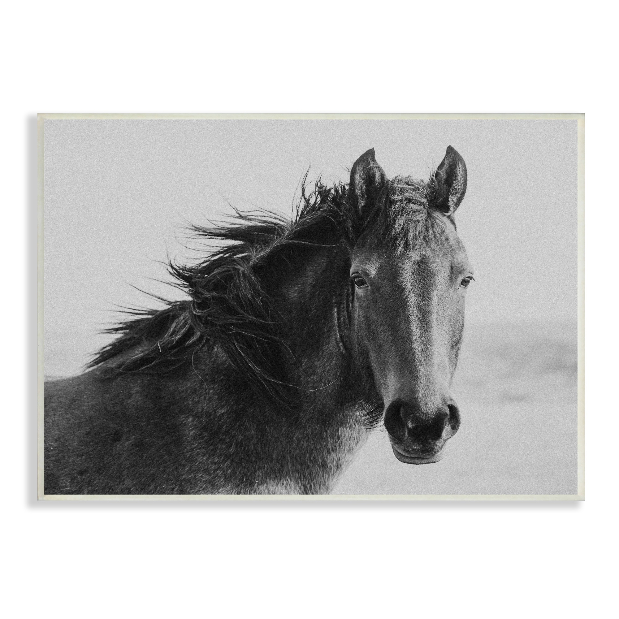 Stupell Industries Black Stallion Equestrian Portrait Vintage Horse Photography, 15 x 10,Design by Marika Moffit