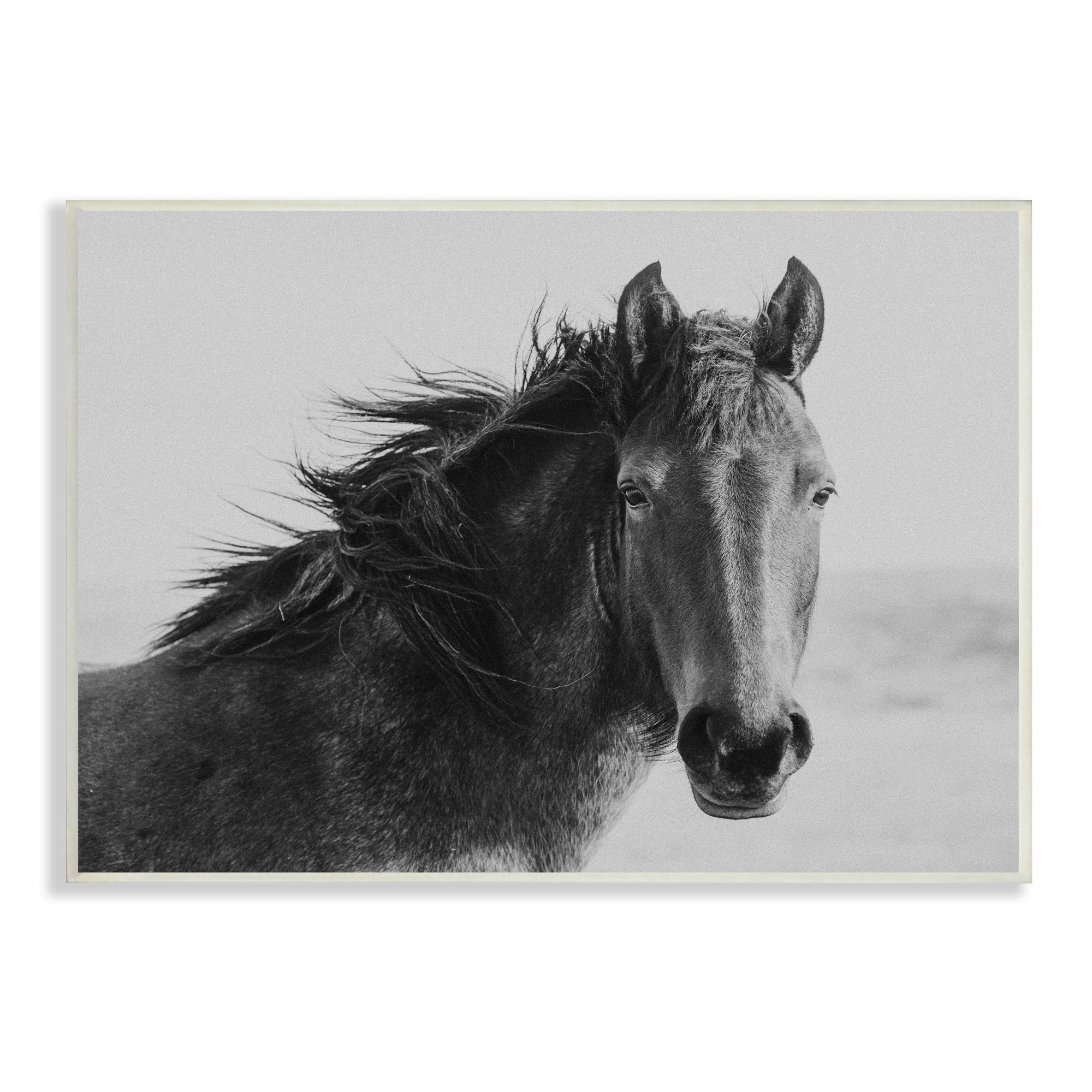 Stupell Industries Black Stallion Equestrian Portrait Vintage Horse Photography, 19 x 13,Design by Marika Moffit