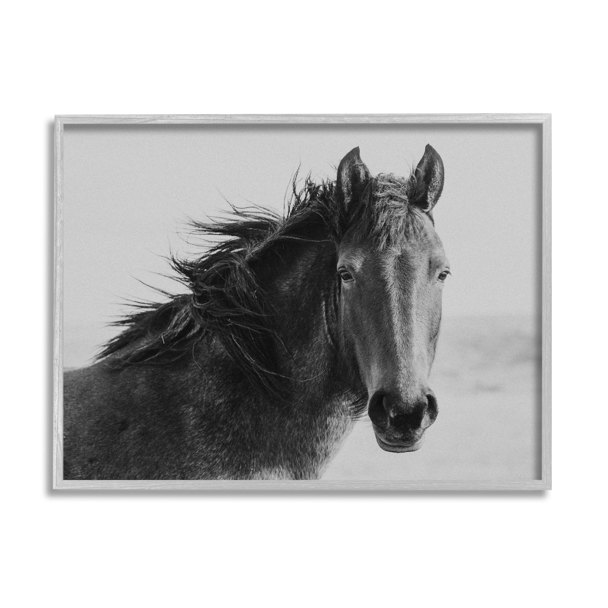 Stupell Industries Black Stallion Equestrian Portrait Vintage Horse Photography, 20 x 16,Design by Marika Moffit