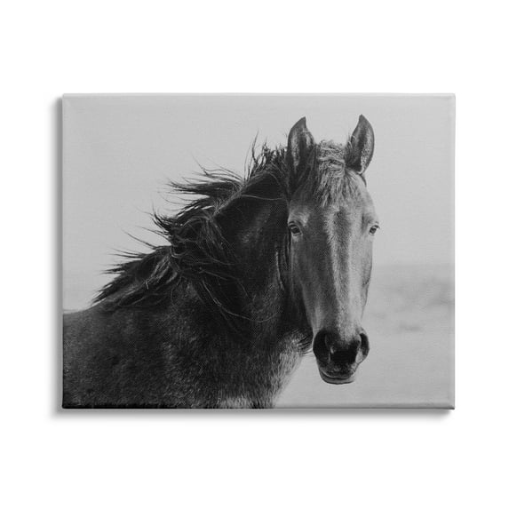 Stupell Industries Black Stallion Equestrian Portrait Vintage Horse Photography, 20 x 16,Design by Marika Moffit