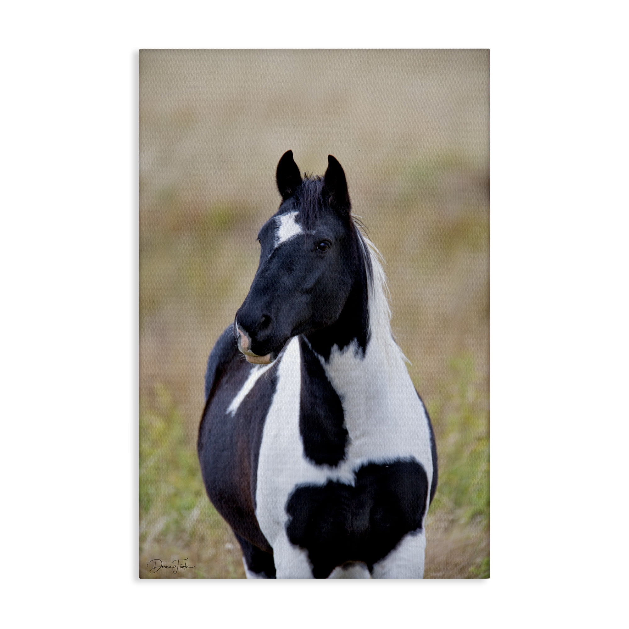 Stupell Industries Black & White Foal Animals & Insects Photography Gallery Wrapped Canvas Art Print Wall Art, 24 x 36