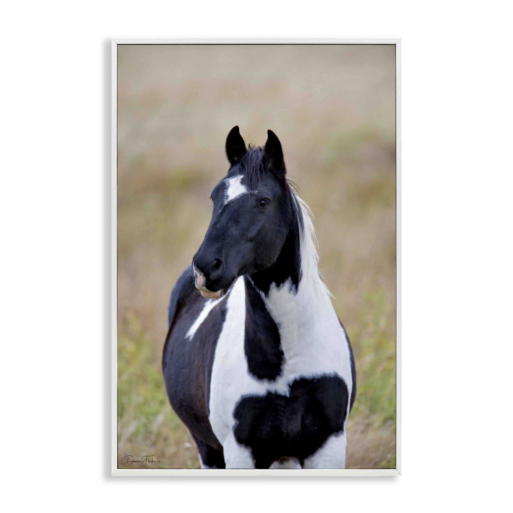 Stupell Industries Black & White Foal Animals & Insects Photography White Framed Art Print Wall Art, 16 x 24