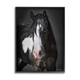 thumbnail image 1 of Stupell Industries Black & White Horse Animals & Insects Photography Black Framed Art Print Wall Art, 11 x 14, 1 of 9