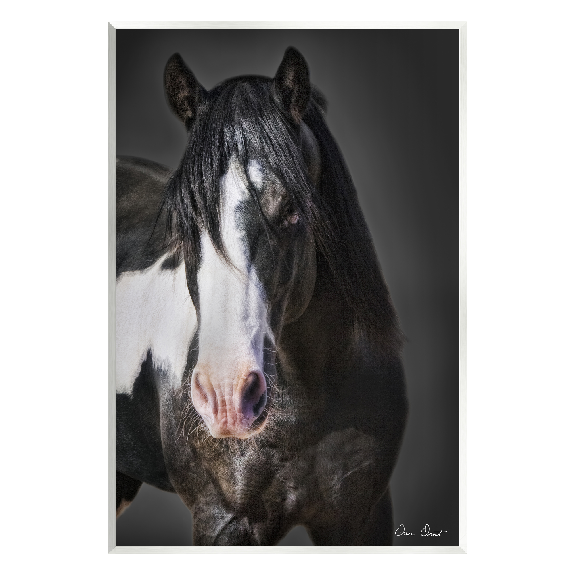 Stupell Industries Black & White Horse Animals & Insects Photography Unframed Art Print Wall Art, 13 x 19