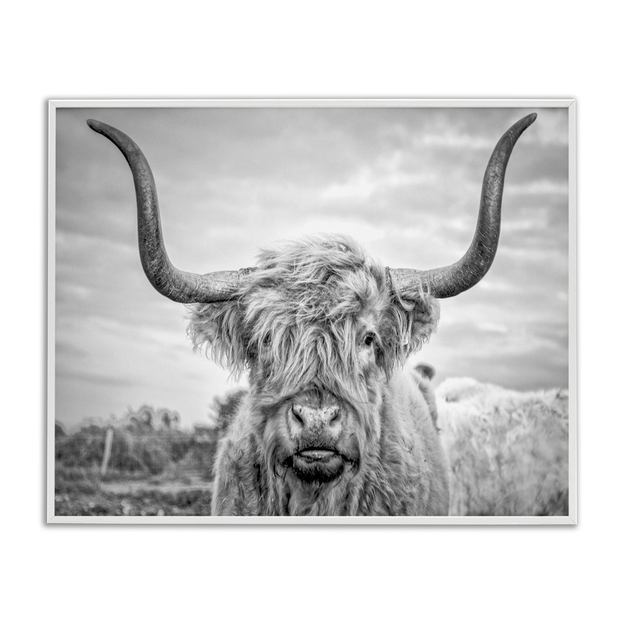 White Framed Black and White Highland Cow Canvas Print