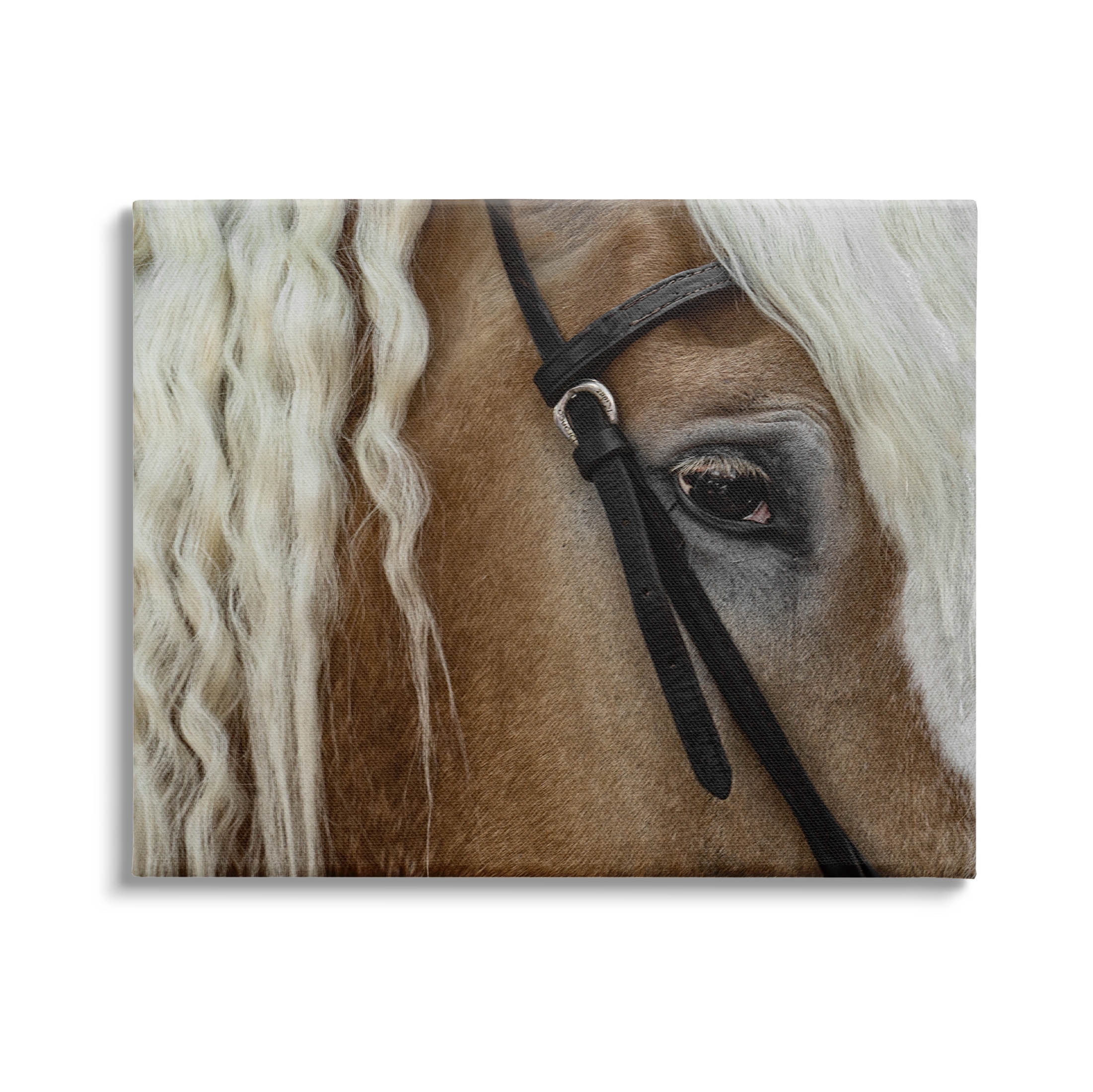 Stupell Industries Blonde Palomino Horse Portrait Photograph Gallery Wrapped Canvas Print Wall Art, Design by David Lorenz