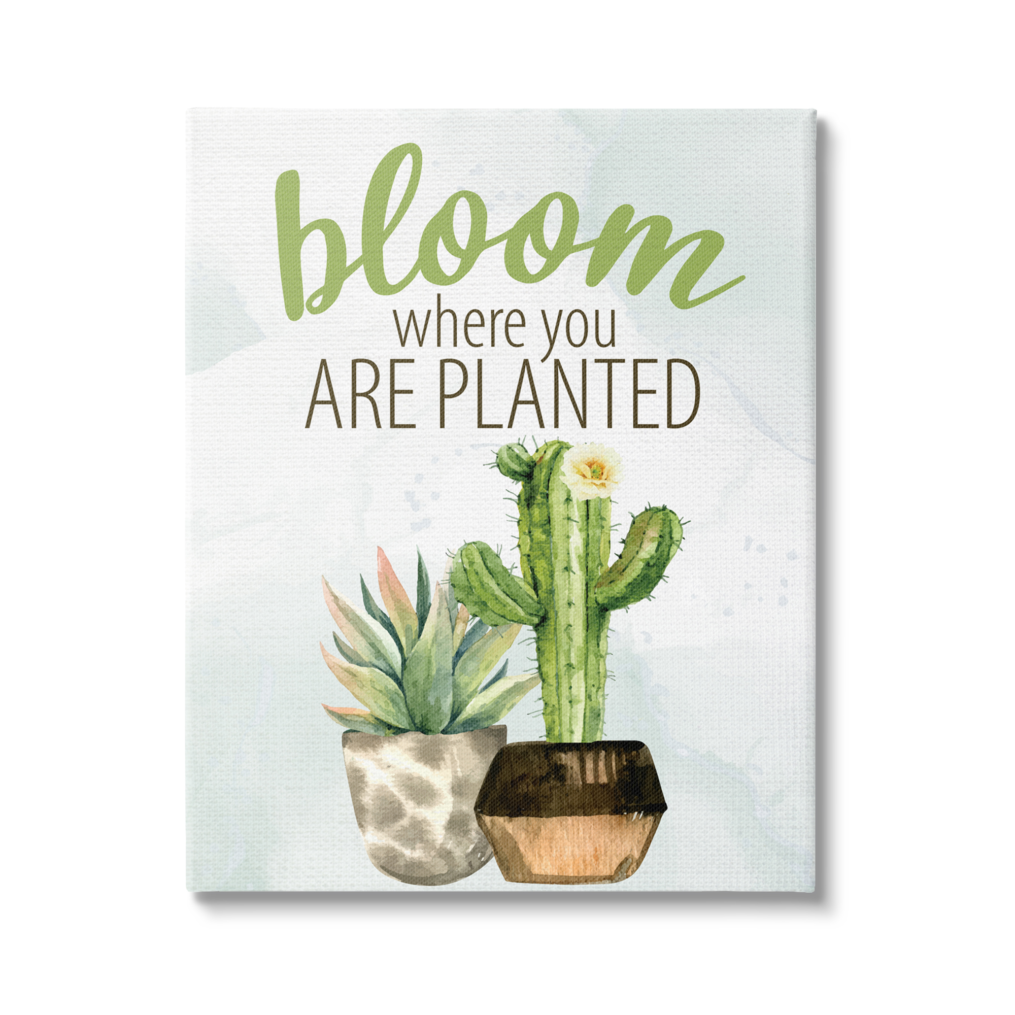 Stupell Industries Bloom Where You Are Planted Cactus Succulent Graphic Art Gallery Wrapped Canvas Print Wall Art, Design by Kim Allen