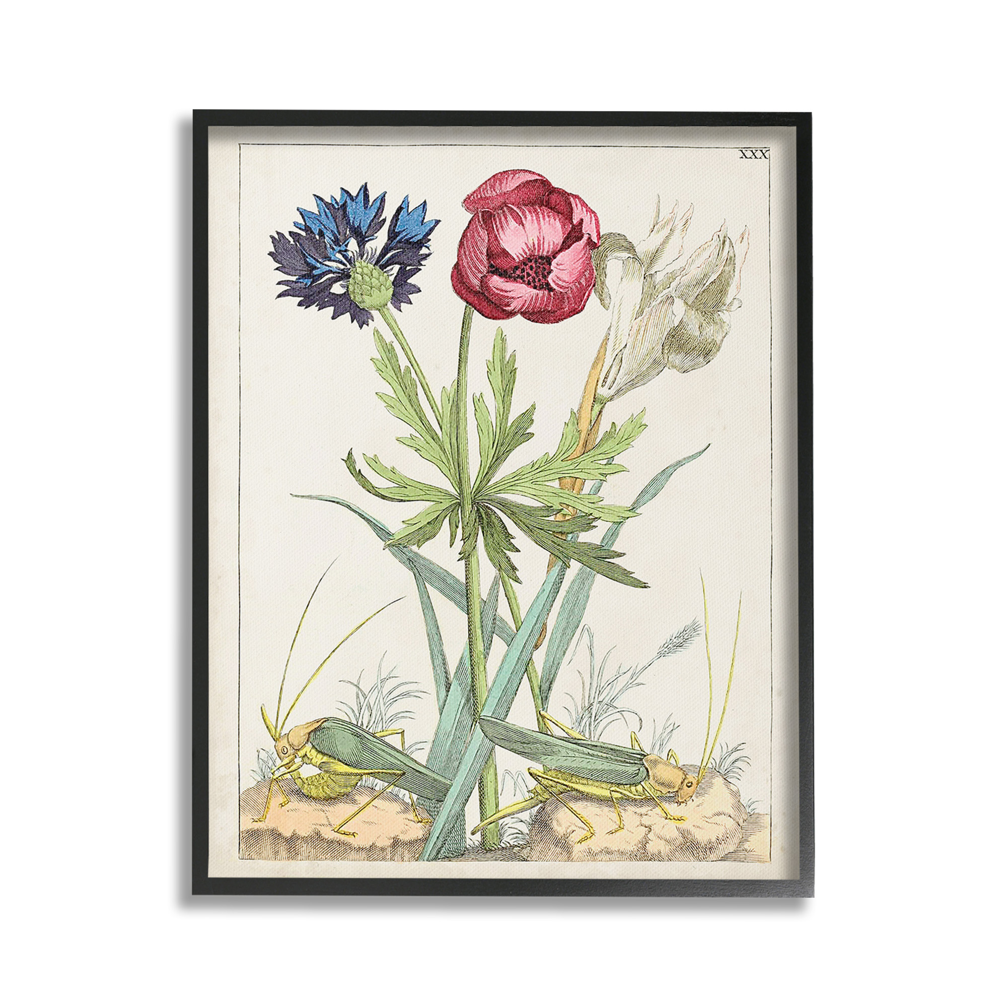 Stupell Industries Blooming Bulbs & Grasshoppers Botanical & Floral Painting Black Framed Art Print Wall Art, 16 x 20