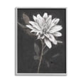 thumbnail image 1 of Stupell Industries Blooming Dahlia Flower Black Background Painting Gray Framed Art Print Wall Art, Design by Nina Blue, 1 of 8