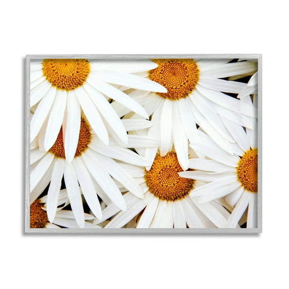 Stupell Industries Blooming Daisy Florals White Petals Flower Field Photography, 14 x 11, Design by Michael Broom