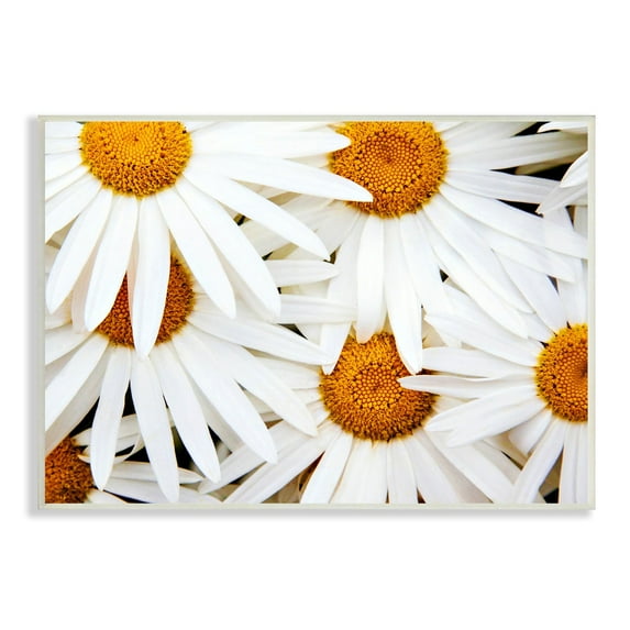Stupell Industries Blooming Daisy Florals White Petals Flower Field Photography, 15 x 10, Design by Michael Broom