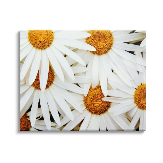 Stupell Industries Blooming Daisy Florals White Petals Flower Field Photography, 30 x 24, Design by Michael Broom