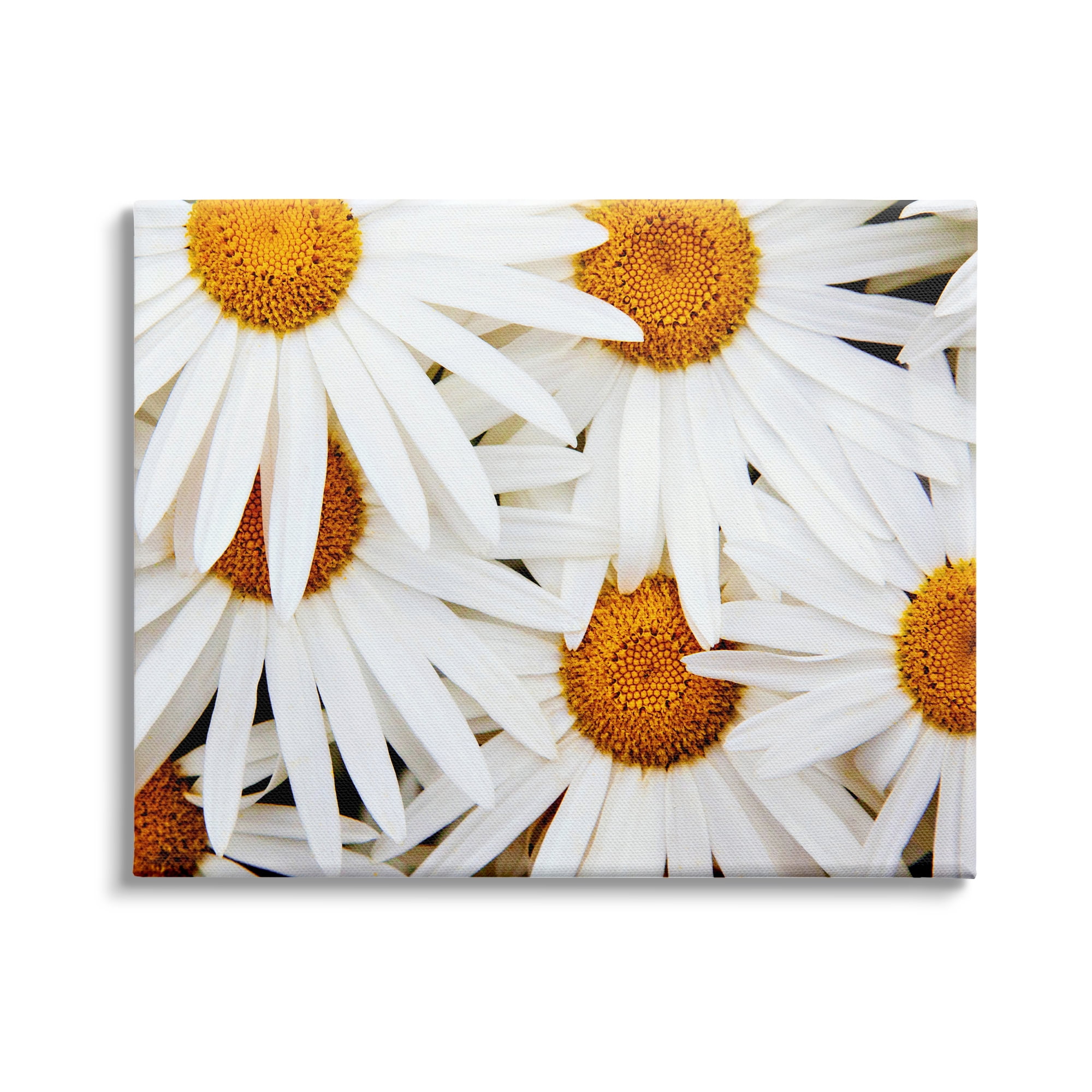 Stupell Industries Blooming Daisy Florals White Petals Flower Field Photography, 40 x 30, Design by Michael Broom