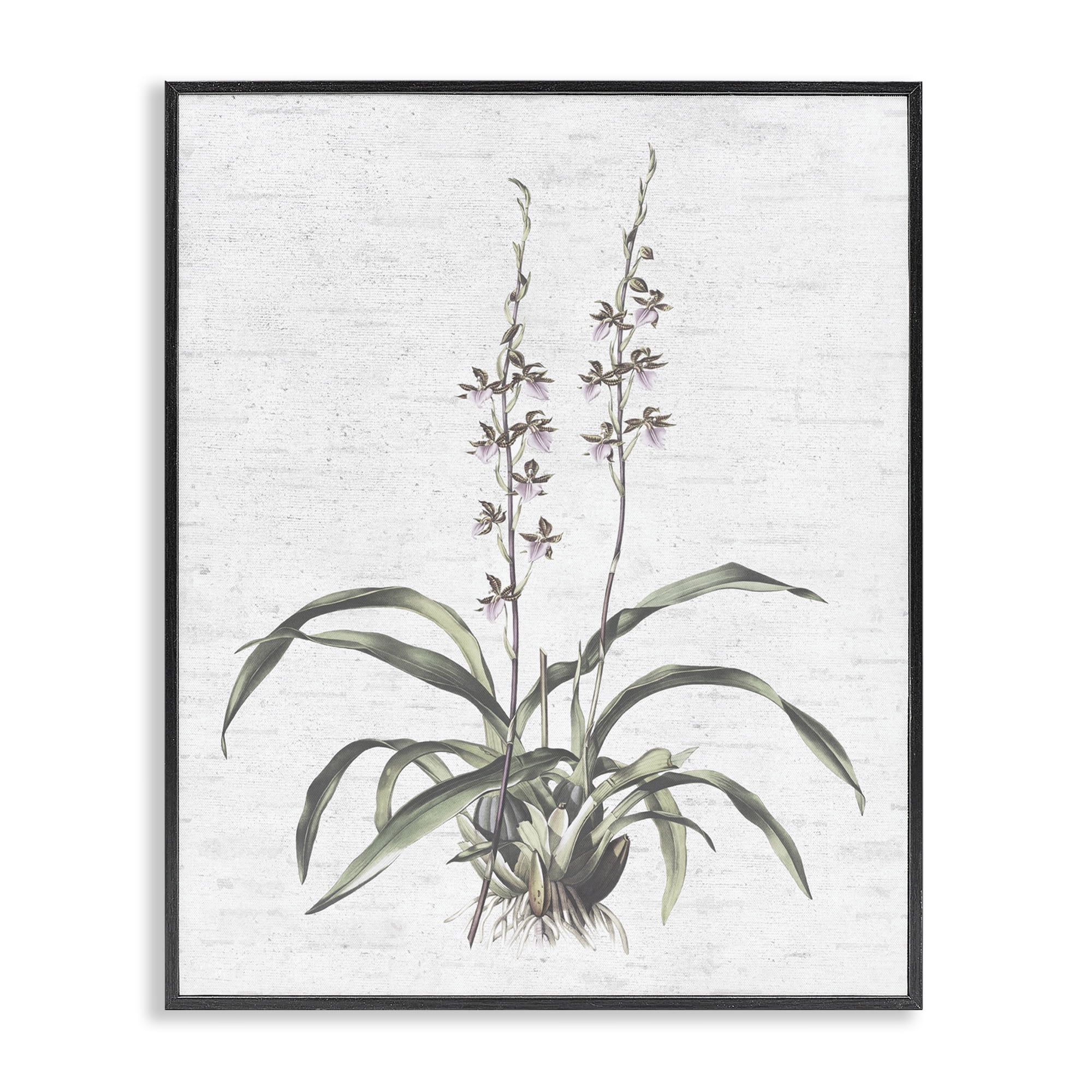 Stupell Industries Blooming Herb Bud Botanical & Floral Painting Black Framed Art Print Wall Art, 24 x 30