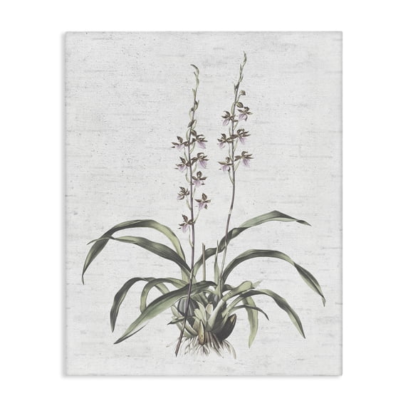 Stupell Industries Shabby Chic Blooming Herb Bud Canvas Art, 30 x 40, by Lettered and Lined