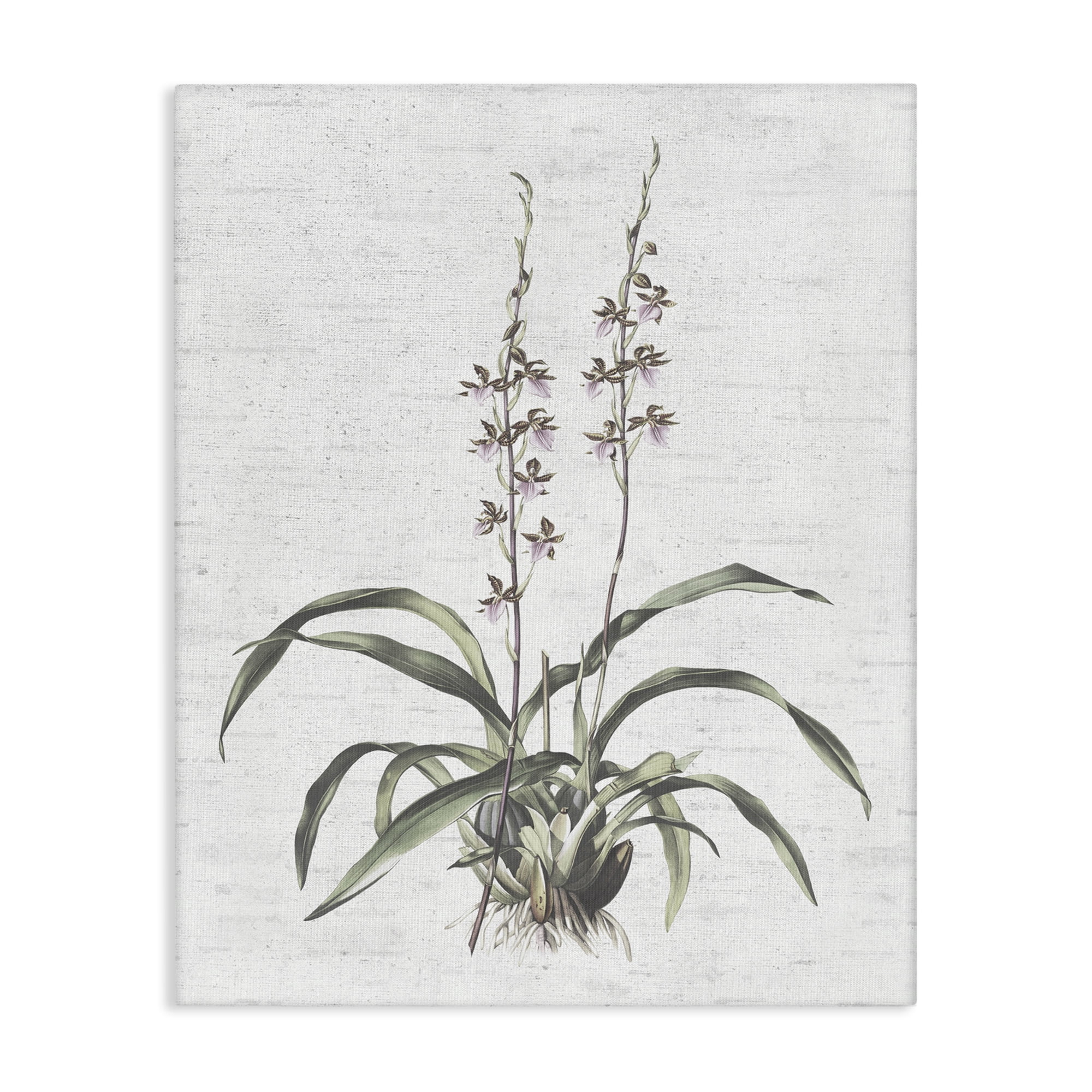 Stupell Industries Blooming Herb Bud Botanical & Floral Painting Gallery Wrapped Canvas Art Print Wall Art, 36 x 48