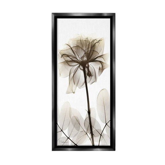 Stupell Industries Blooming Opaque Flower Botanical & Floral Photography Black Floater Framed Canvas Art Print Wall Art, 14 x 31