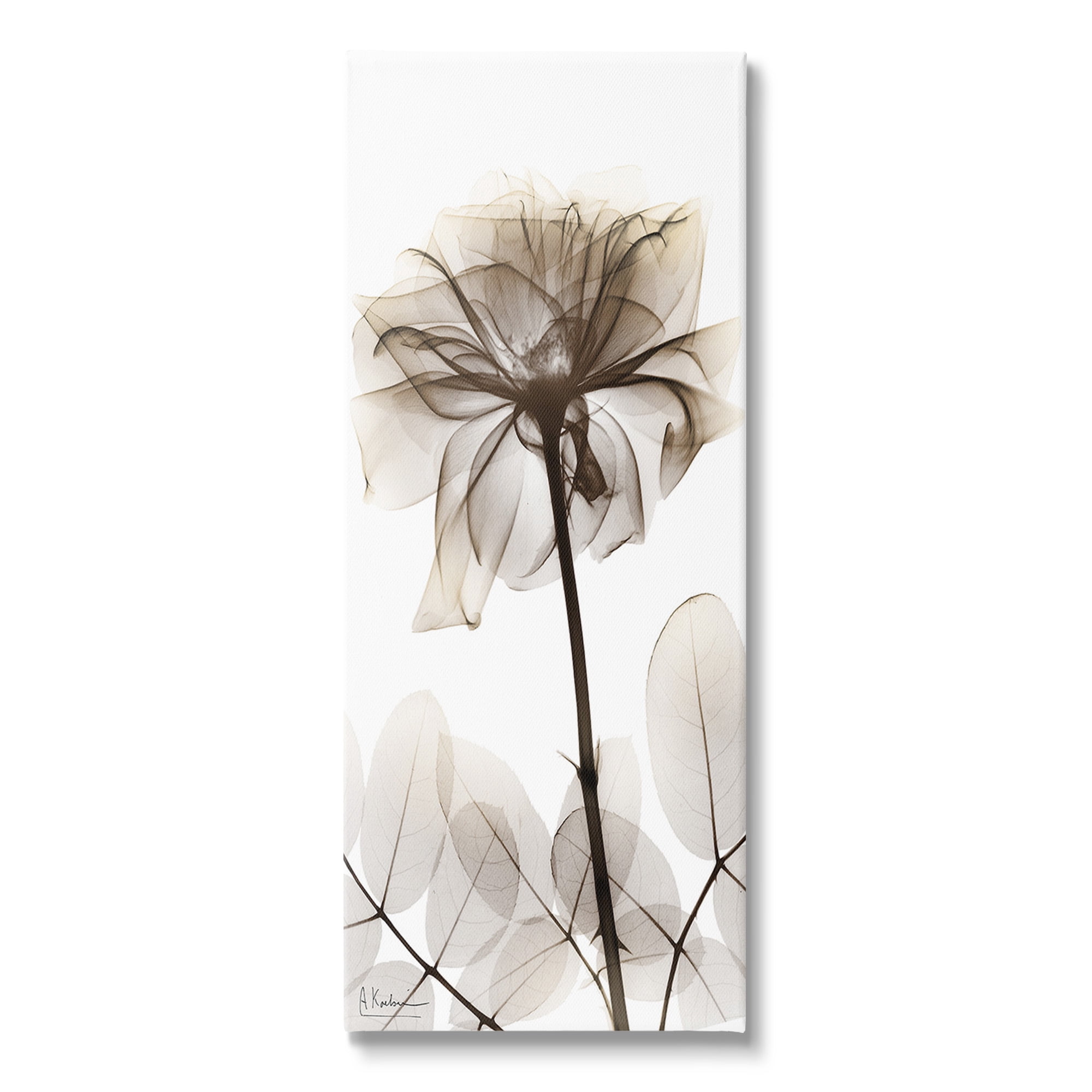 Stupell Industries Blooming Opaque Flower Botanical & Floral Photography Gallery Wrapped Canvas Art Print Wall Art, 20 x 48