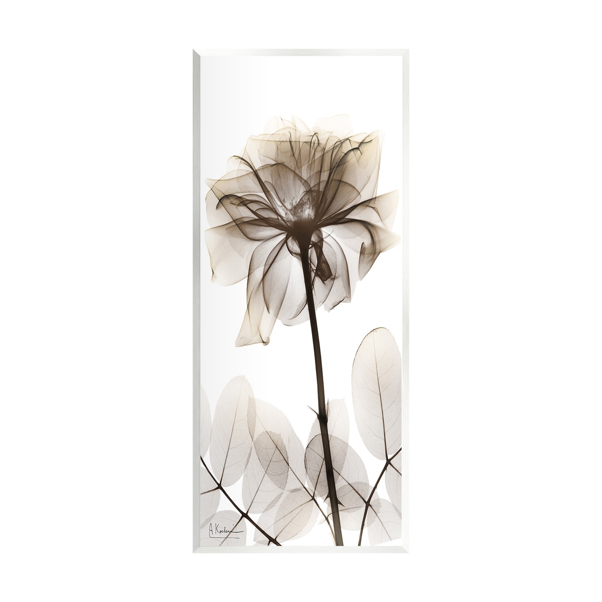 Stupell Industries Blooming Opaque Flower Botanical & Floral Photography Unframed Art Print Wall Art, 7 x 17