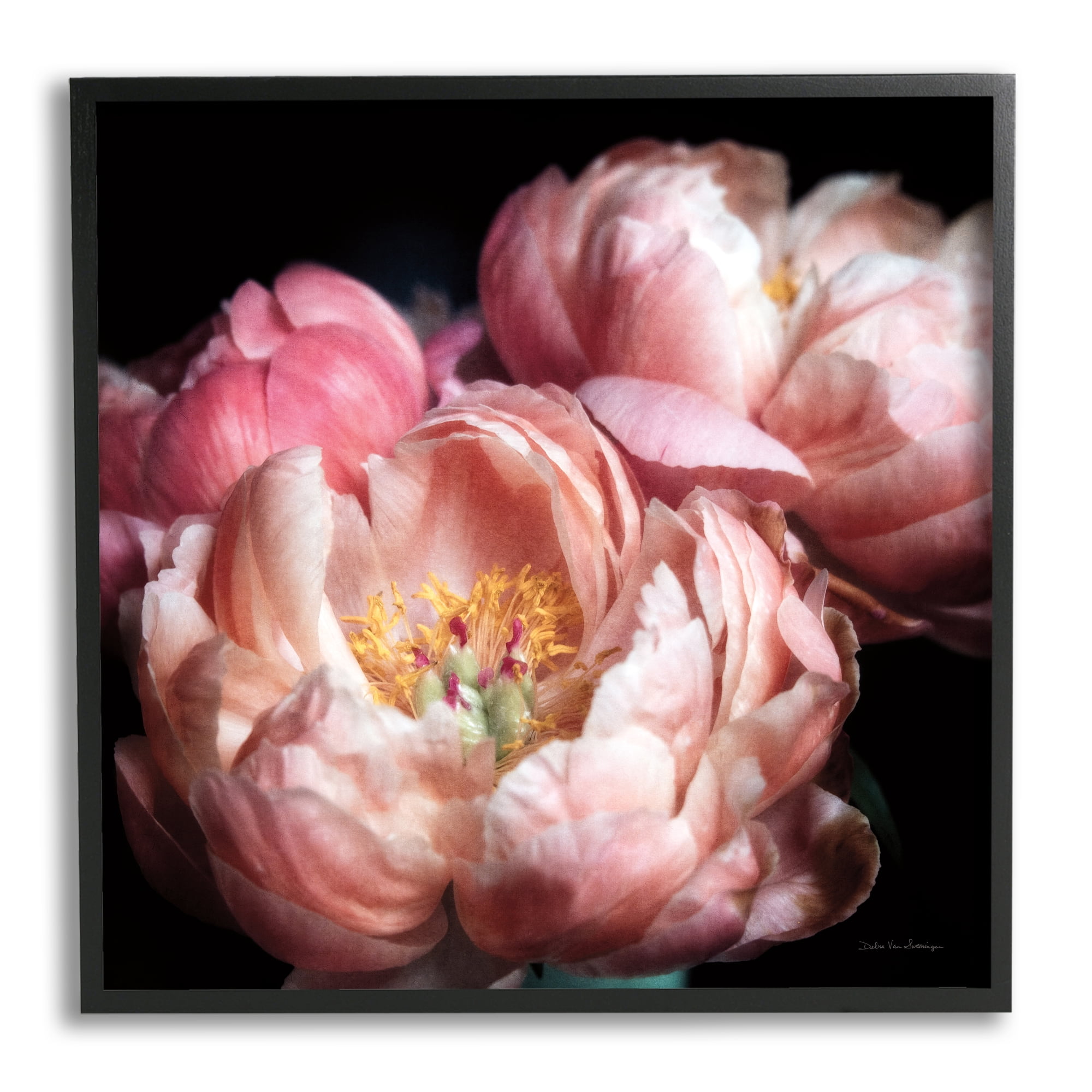 Stupell Industries Blooming Peony Photography Botanical & Floral Photography Black Framed Art Print Wall Art, 24 x 24
