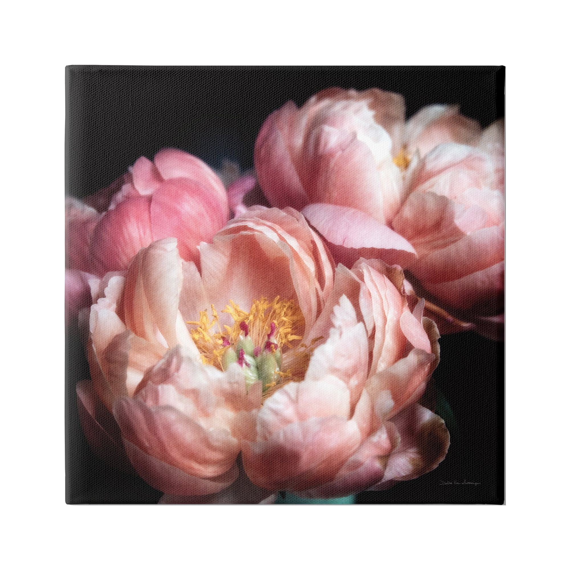 Stupell Industries Blooming Peony Photography Botanical & Floral Photography Gallery Wrapped Canvas Art Print Wall Art, 24 x 24