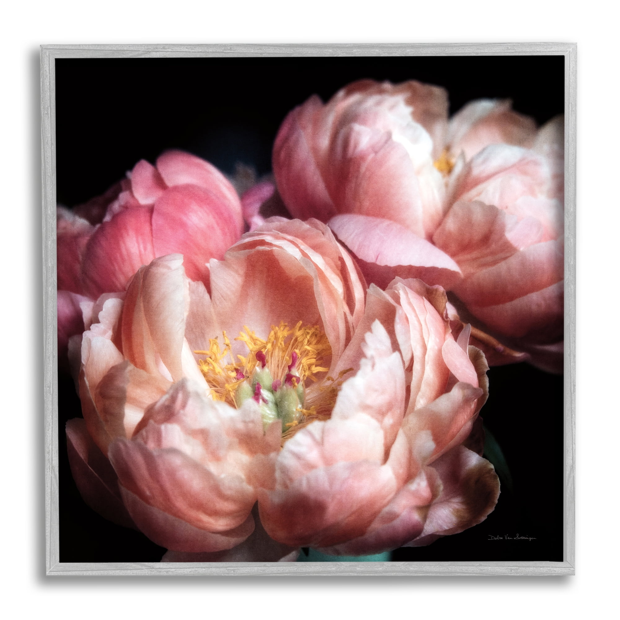 Stupell Industries Blooming Peony Photography Botanical & Floral Photography Gray Framed Art Print Wall Art, 12 x 12
