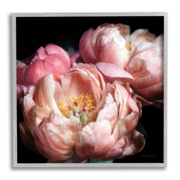 Stupell Industries Blooming Peony Photography Botanical & Floral Photography Gray Framed Art Print Wall Art, 17 x 17