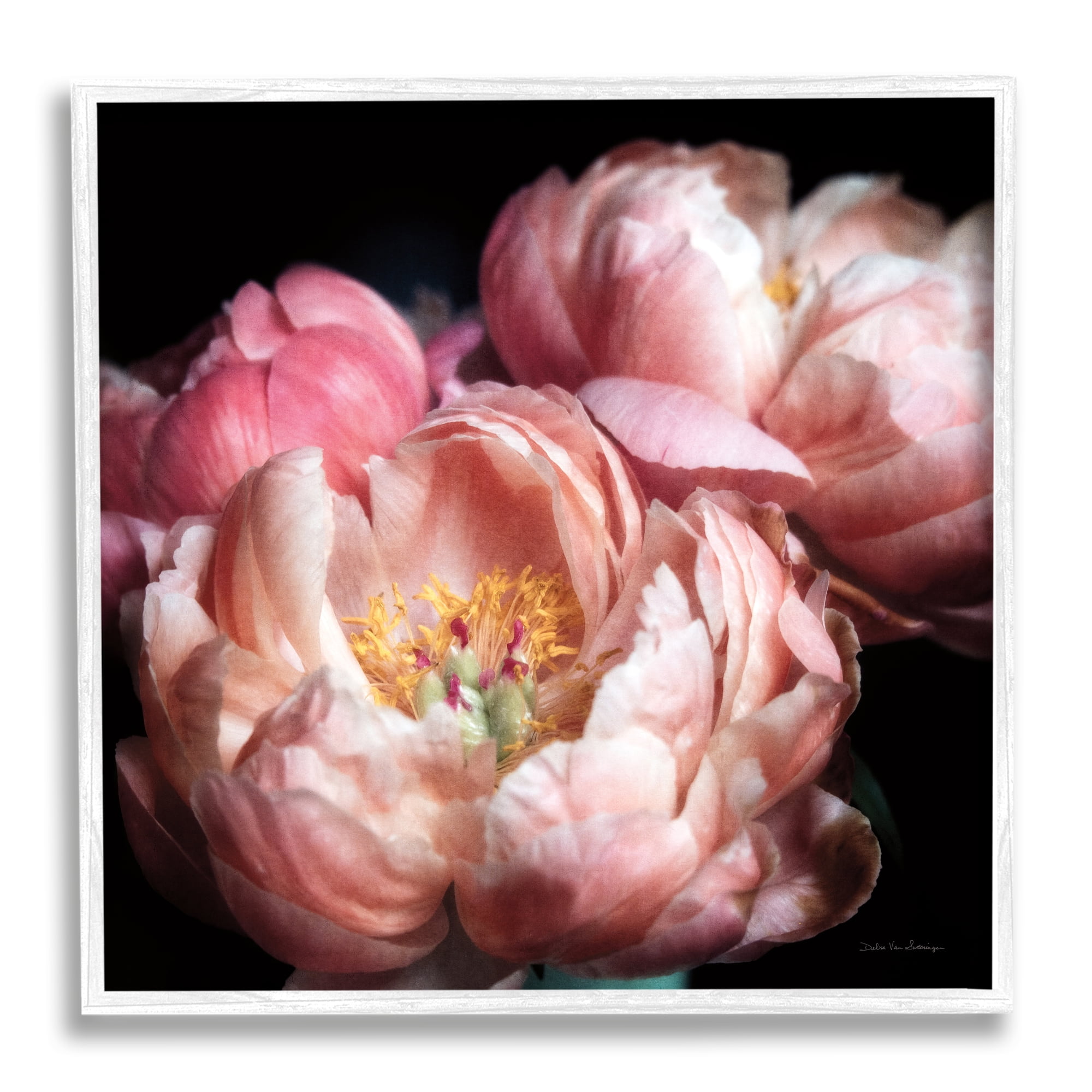 Stupell Industries Blooming Peony Photography Botanical & Floral Photography White Framed Art Print Wall Art, 24 x 24