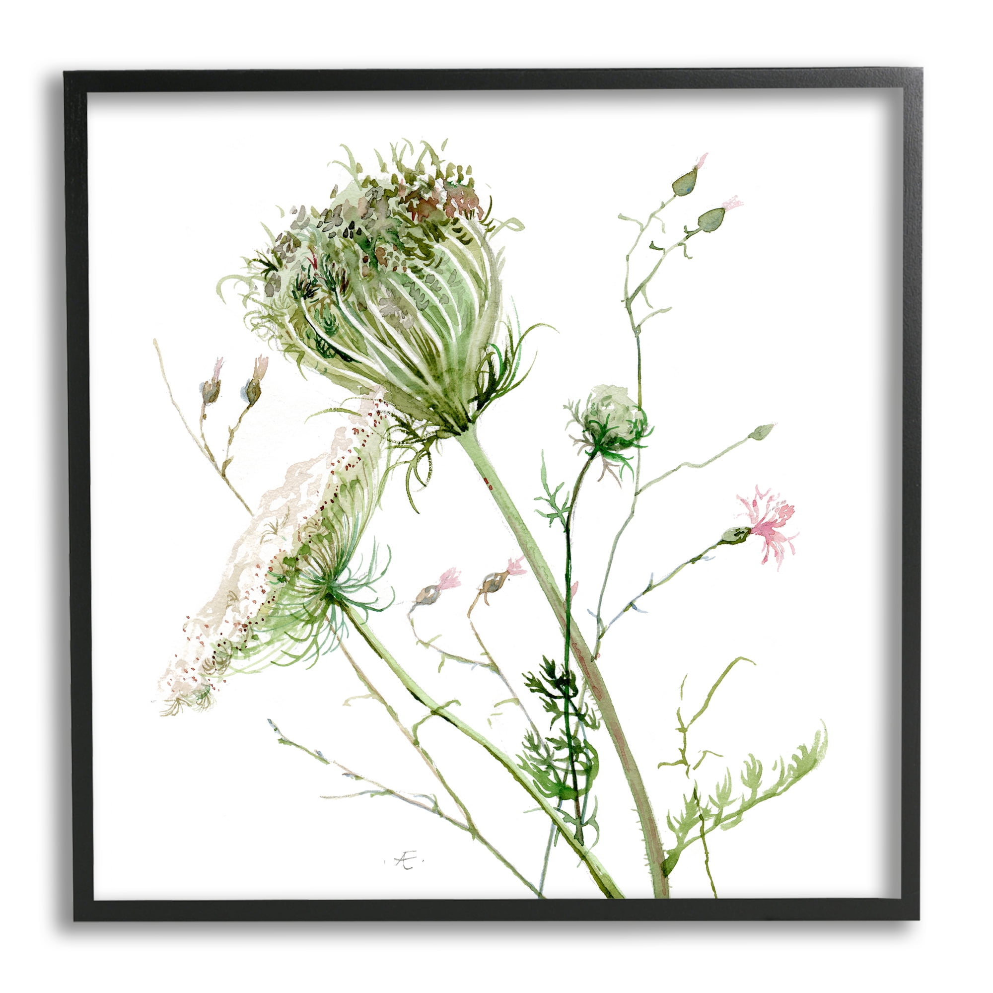 Stupell Industries Blooming Queen Anne's Lace Wildflower Watercolor Botanical & Floral Painting Black Framed Art Print Wall Art, 12 x 12