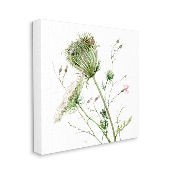 Stupell Industries Blooming Queen Anne's Lace Wildflower Watercolor Botanical & Floral Painting Gallery Wrapped Canvas Print Wall Art, 24 x 24