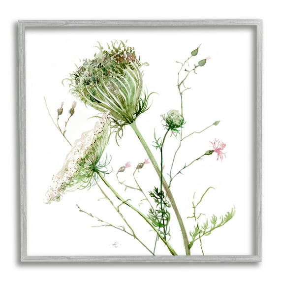 Stupell Industries Blooming Queen Anne's Lace Wildflower Watercolor Botanical & Floral Painting Gray Framed Art Print Wall Art, 24 x 24