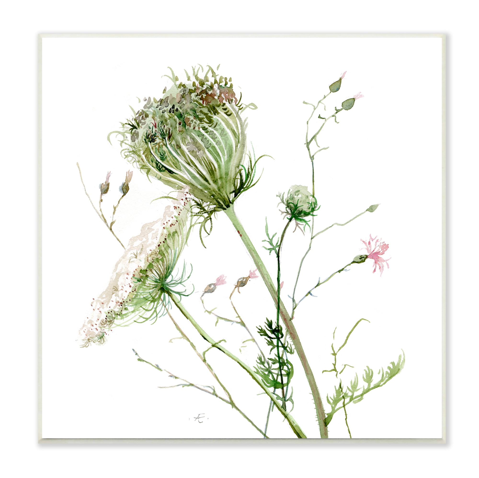 Stupell Industries Blooming Queen Anne's Lace Wildflower Watercolor Botanical & Floral Painting Unframed Art Print Wall Art, 12 x 12