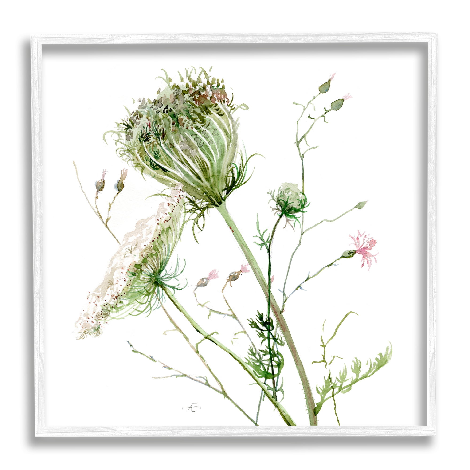 Stupell Industries Blooming Queen Anne's Lace Wildflower Watercolor Botanical & Floral Painting White Framed Art Print Wall Art, 12 x 12