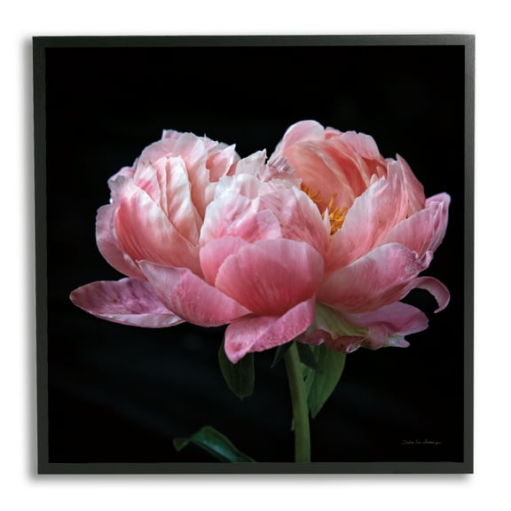 Stupell Industries Blooming Rose on Black Botanical & Floral Photography Black Framed Art Print Wall Art, 12 x 12