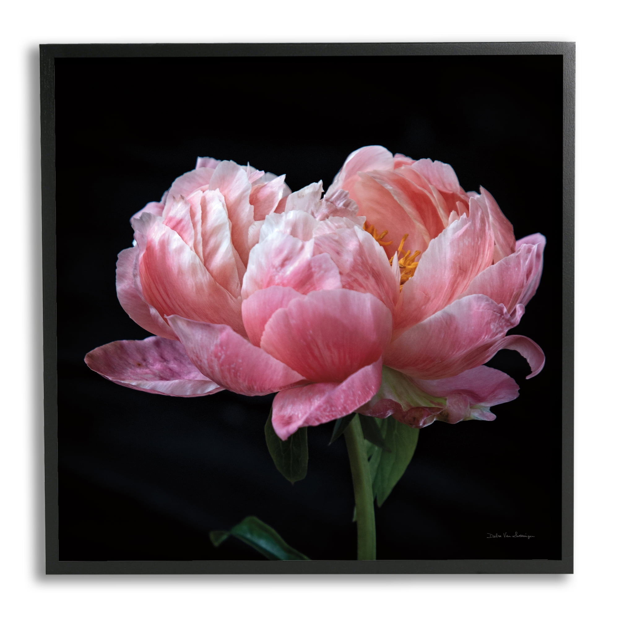 Stupell Industries Blooming Rose on Black Botanical & Floral Photography Black Framed Art Print Wall Art, 24 x 24