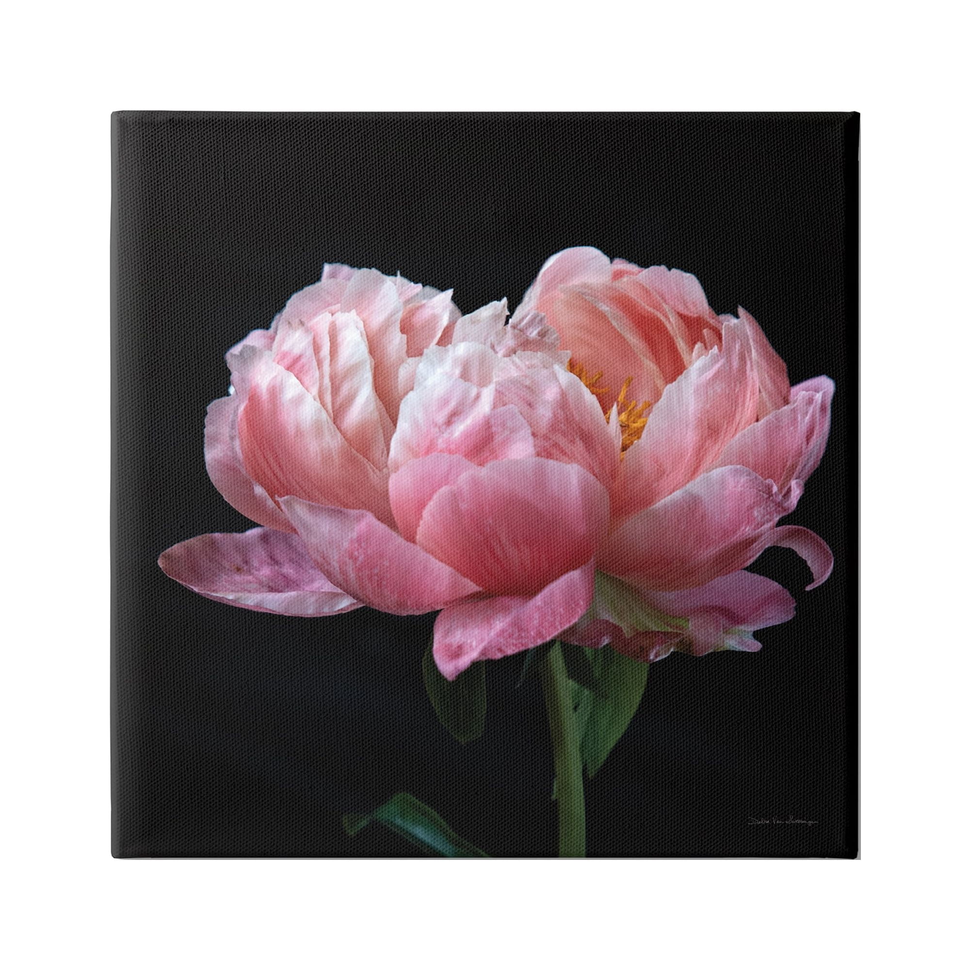Stupell Industries Blooming Rose on Black Botanical & Floral Photography Gallery Wrapped Canvas Art Print Wall Art, 17 x 17