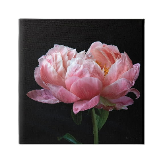 Stupell Industries Blooming Rose on Black Botanical & Floral Photography Gallery Wrapped Canvas Art Print Wall Art, 24 x 24