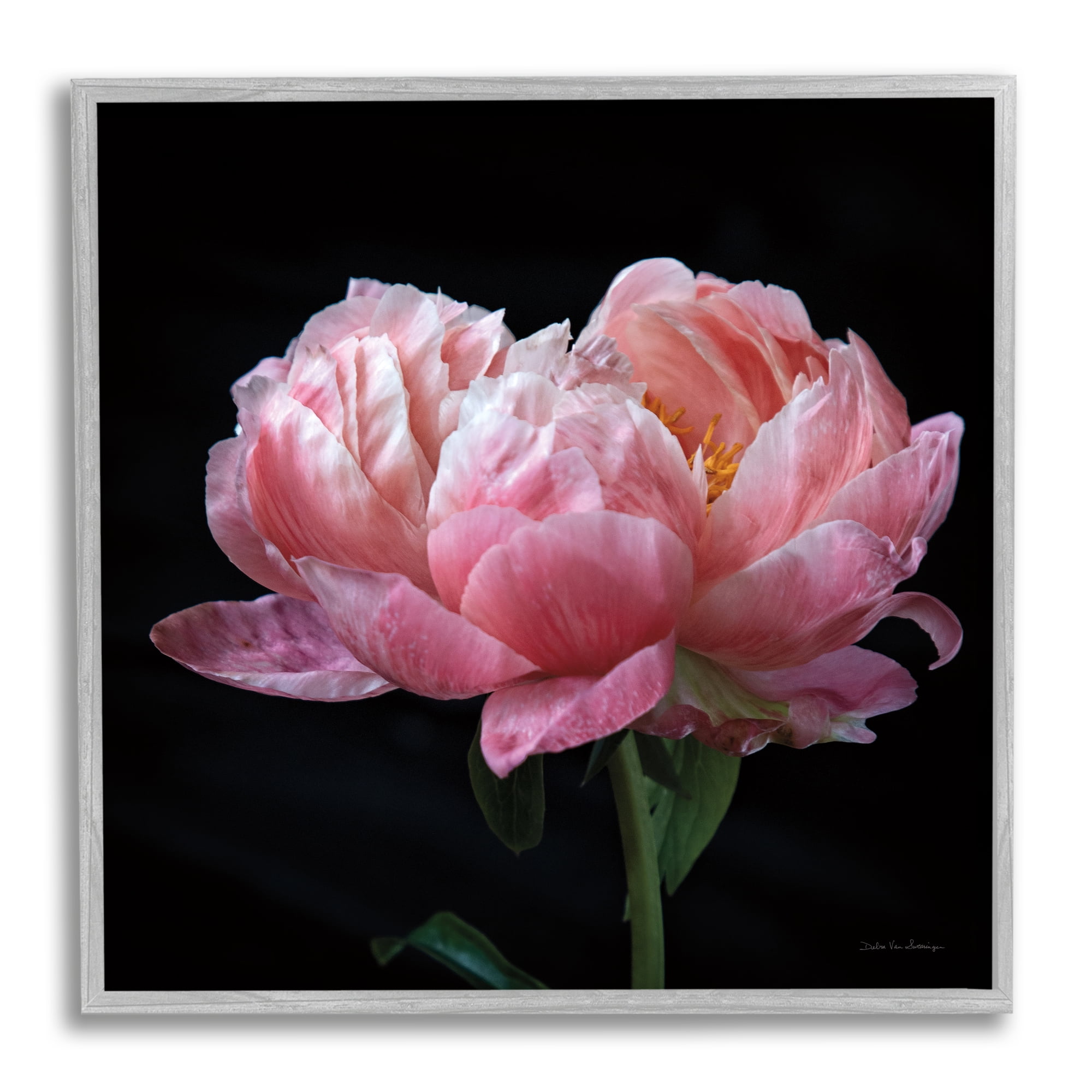 Stupell Industries Blooming Rose on Black Botanical & Floral Photography Gray Framed Art Print Wall Art, 17 x 17
