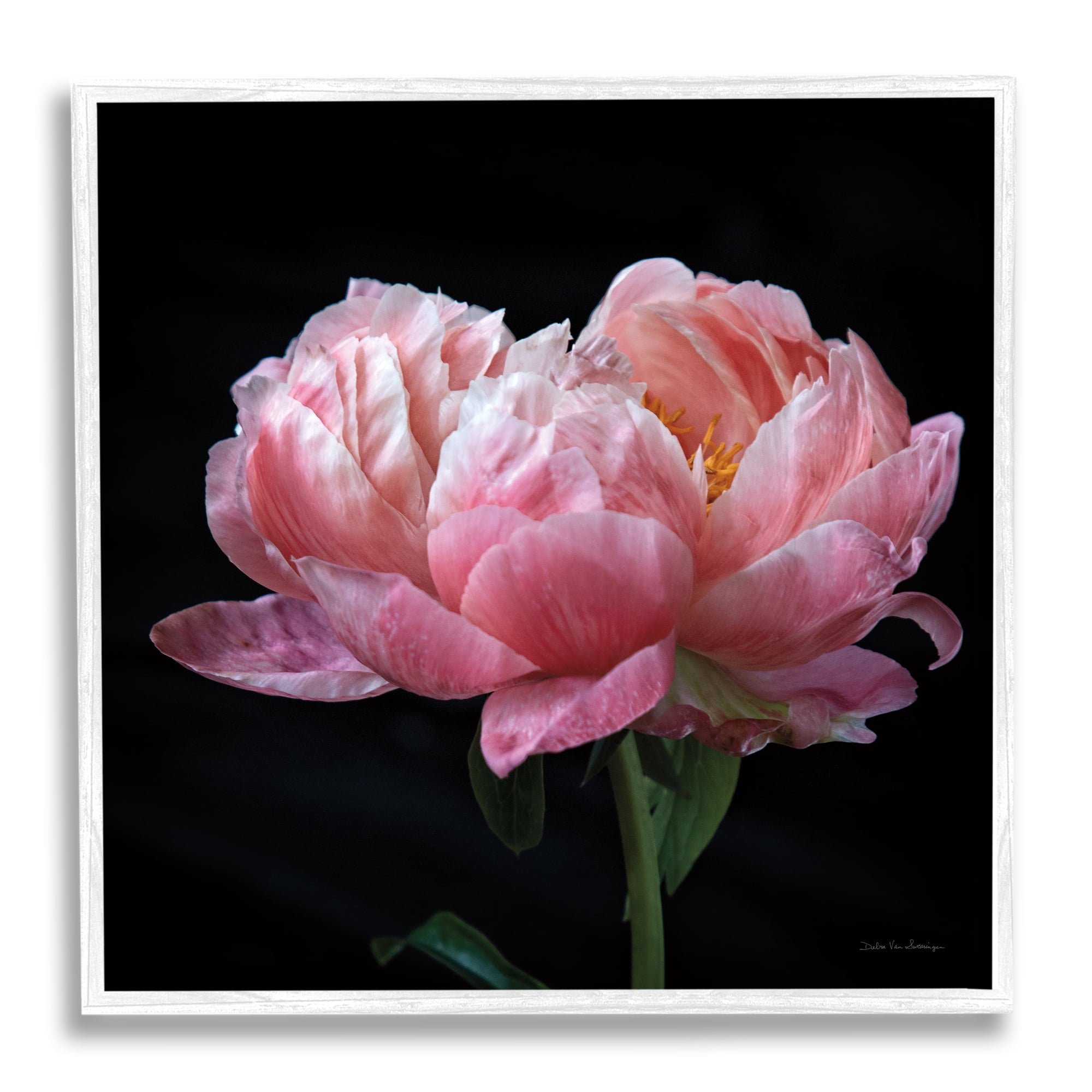 Stupell Industries Blooming Rose on Black Botanical & Floral Photography White Framed Art Print Wall Art, 12 x 12